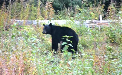 black bear in alaska